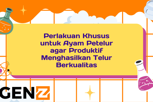 Perlakuan Khusus untuk Ayam Petelur agar Produktif Menghasilkan Telur Berkualitas